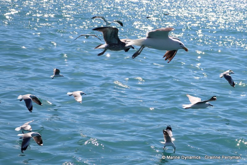 Shark Cage Diving, South Africa, Gulls